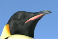 「Emperor penguin close-up」の映像素材 [3098517]