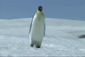 「Emperor penguin walking」の映像素材 [3098562]