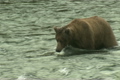 「Brown Bear in Water」の映像素材 [3105759]