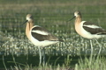 「American Avocet」の映像素材 [3105762]