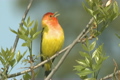 「Western Tanager Songbird」の映像素材 [3105806]