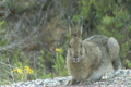 「Snowshoe Hare Feeding」の映像素材 [3105873]