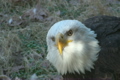 「Bald Eagle on Ground Closeup」の映像素材 [3105887]