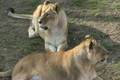 「Lions Resting」の映像素材 [3105888]