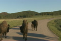 「Bison Walking on Road」の映像素材 [3105906]