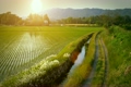 「夕日と田んぼとあぜ道」の映像素材 [3111432]