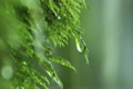 「苔から湧き水」の映像素材 [3112377]